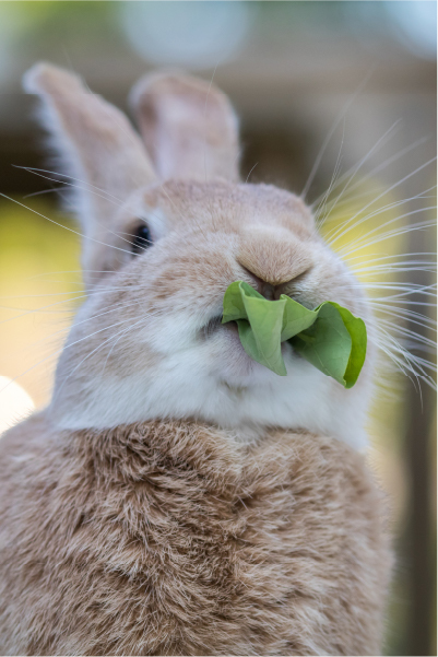 rabbit eating greens