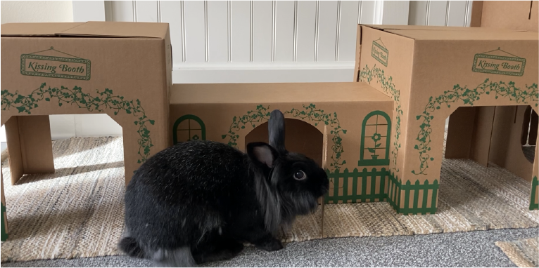 a rabbit in front of a cardboard castle